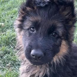 German Shepherds from Edelstein Kennels