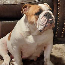 Freya - Bulldog