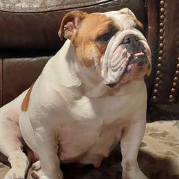 Freya - Bulldog