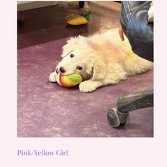 Pink-Yellow Girl - White female Maremma Sheepdog puppy in Kings County, California from Prancing Pony Farm Maremma Sheepdogs