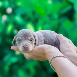 Linguina - Fawn (isabella) and tan female Dachshund puppy in Fort Myers, Florida from Blossom Paws