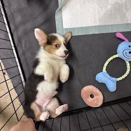 Pembroke Welsh Corgi Puppies from G & H Corgis