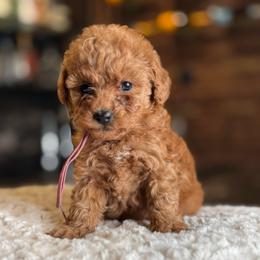 Zoey - Red  female Poodle puppy in South Jordan, Utah from Wasatch Pup