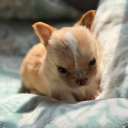 Bruiser - Fawn and white male Chihuahua puppy in Harrison, Michigan from Cloud9 Chihuahuas