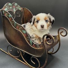 Lorelei - Blue merle female Miniature Australian Shepherd puppy in Covington, Pennsylvania from Rigas Mini Aussies LLC