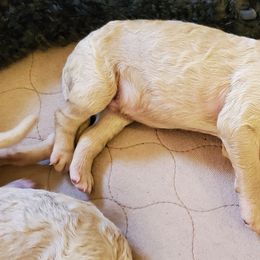 Poodle Puppies from Deborah Busch Poodles