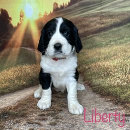 Liberty - English Springer Spaniel puppy in Pine Island, Minnesota from Country Breeze Springer Spaniels