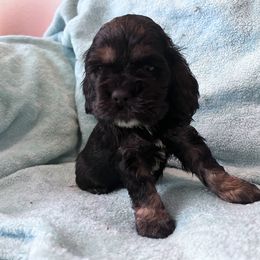 Cocker Spaniel Puppies from Southern Family Kennel