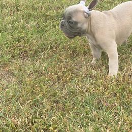 Boxer and French Bulldog Puppies from Beachside Boxers and Frenchies