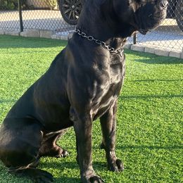 Cane Corso All Grown Up from WesCo Kennels