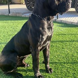 Cane Corso All Grown Up from WesCo Kennels