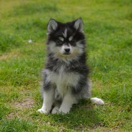 Rowan - Black and white male Pomsky puppy in Mesa, Arizona from Platinum Pomskies