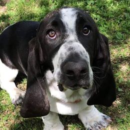 Kobie - Basset Hound
