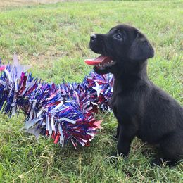 Labrador Retriever Puppies from Balanced Rock Retrievers