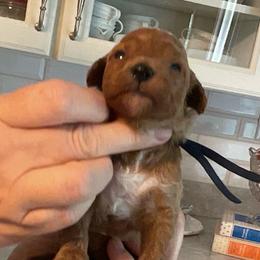 Oliver - Apricot male Goldendoodle puppy in Fairmont, West Virginia from Robin Nelson