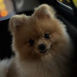 Jazz - Pomeranian