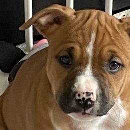 Girl 5 - Red American Staffordshire Terrier puppy in North Carolina from Kaye-Nyne Kennels