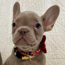 Ruby - Liver female French Bulldog puppy in Paso Robles, California from Laurelwood Frenchies CA