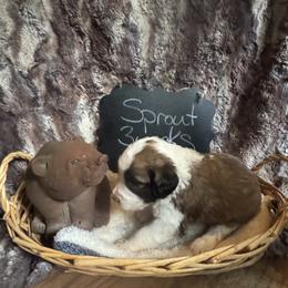 Sprout - Brown and white male Saint Berdoodle puppy in Traverse City, Michigan from Bare Paws Saint Berdoodles