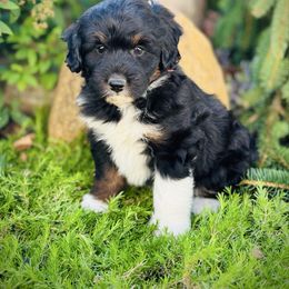 Carrie - Black tri-color female Aussiedoodle puppy in Ohio from Holley Doodles