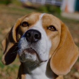 Harriet - Beagle