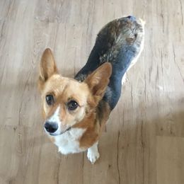 Dally - Pembroke Welsh Corgi