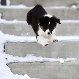 Australian Shepherd, Miniature American Shepherd, Miniature Australian Shepherd, and Toy Australian Shepherd Puppies from Painted Blue Aussies