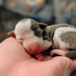 Girl - Blue female Italian Greyhound puppy in Florida from Ruscelli Italian Greyhounds