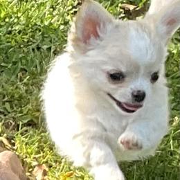 Chihuahua Puppies from Knox Rock'n Chihuahuas