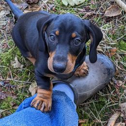 Dachshund Puppies from Von Stutts Tracking Teckels