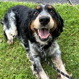Ada - English Springer Spaniel