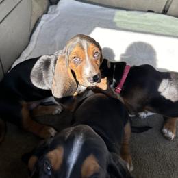 Basset Hound Puppies from Dretzka’s Blessed Basset Hounds