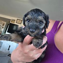 Donatello - Sable male Cockapoo puppy in Ellensburg, Washington from Dawn to Dusk Cockapoos