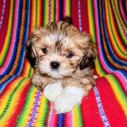 Ash - Red male Lhasa Apso puppy in Hillsboro, Oregon from Luv-N-Laughter Lhasa Apsos