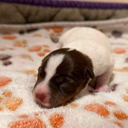Zuma - Chocolate and white female Teddy Roosevelt Terrier puppy in Wasilla, Alaska from Story Kennel