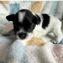 Rocket-Baby boy 2 - Parti male Miniature Schnauzer puppy in Sacramento, California from Valdez Mini Schnauzers