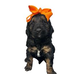 Mary - Phantom female Goldendoodle puppy in Prosperity, Pennsylvania from Stelladoodles & Company