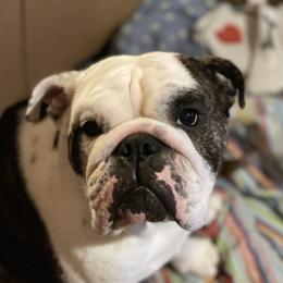 Piggy - Bulldog