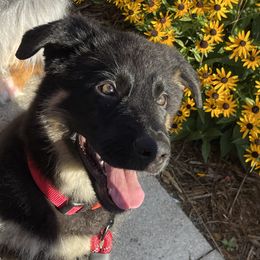 German Shepherd Puppies from Wurdevoll Kennels