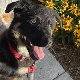 German Shepherd Puppies from Wurdevoll Kennels