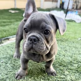 Blue - Blue French Bulldog puppy in Tracy, California from EST Kennels