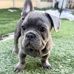 Blue - Blue French Bulldog puppy in Tracy, California from EST Kennels