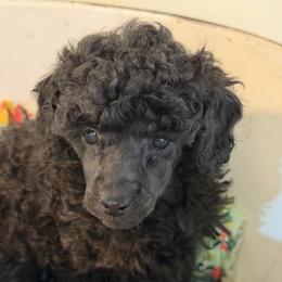 Emmy Lou - Blue female Poodle puppy in Florence County, South Carolina from Modern Family Standards