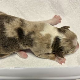 Australian Shepherd puppies from Francoise Long