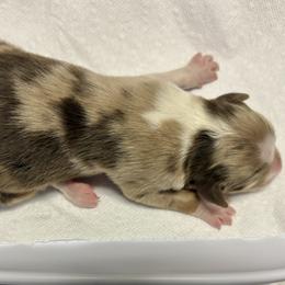 Australian Shepherd puppies from Francoise Long