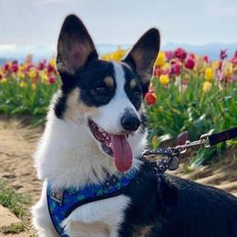 Cardigan Welsh Corgis and Pembroke Welsh Corgis from Rockin’ DA Corgis & Critter Transport LLC