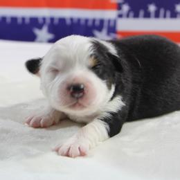 Pearl - Black tri female Miniature Australian Shepherd puppy in Bauxite, Arkansas from J & B Mini Aussies