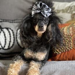 Frenchie - Poodle