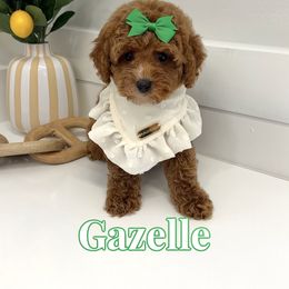 Gazelle - Apricot female Cavapoo puppy in Buford, Georgia from Petite Posh Puppies