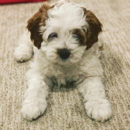 Cavalier King Charles Spaniel and Cavapoo Puppies from KC’s Cavs& Creams